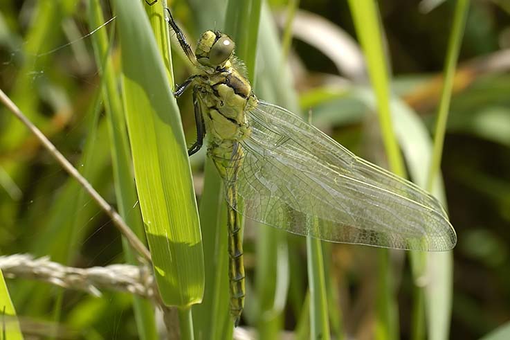 Orthetrum cancellatum neosfarfallato